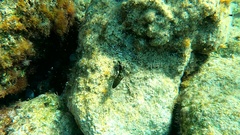 Epinephelus marginatus