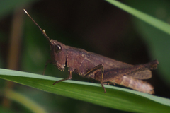 Phlaeoba antennata
