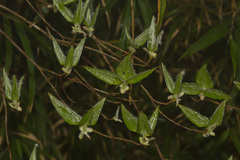Rhododendron mariesii