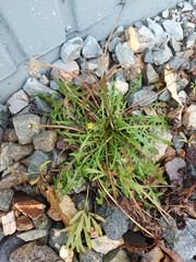 Taraxacum ceratophorum