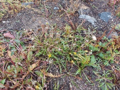 Taraxacum ceratophorum