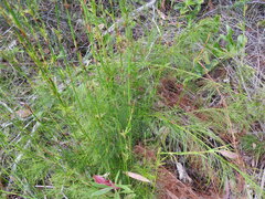 Baloskion tetraphyllum