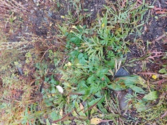 Plantago depressa