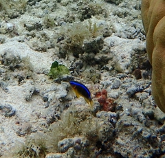 Chrysiptera leucopoma