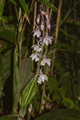 Calanthe aristulifera
