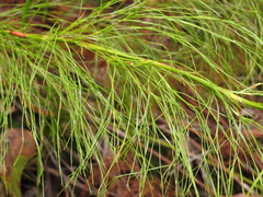 Baloskion tetraphyllum