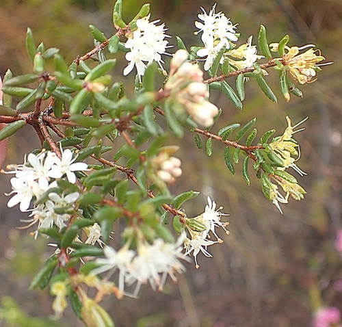 Image of Agathosma mundii by no rights reserved