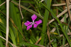 Dianthus palinensis