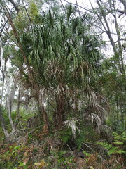 Livistona decora