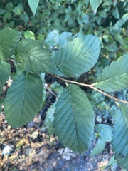 Carpinus betulus
