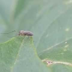 Chironomoidea