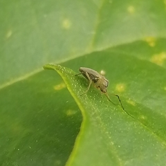Chironomoidea