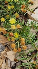 Acacia aculeatissima