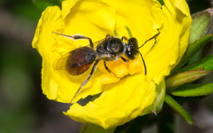 Lasioglossum