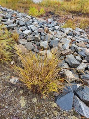 Calamagrostis purpurea