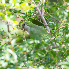 Myiopsitta monachus