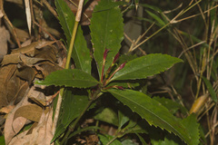 Sarcandra glabra