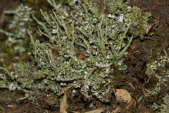 Cladonia scabriuscula
