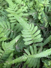 Christella acuminata