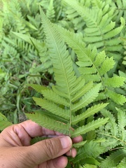Christella acuminata