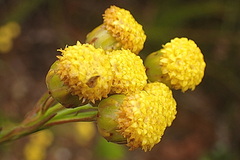 Athanasia linifolia