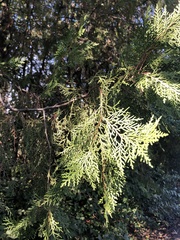 Chamaecyparis lawsoniana