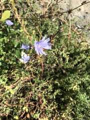 Cichorium intybus