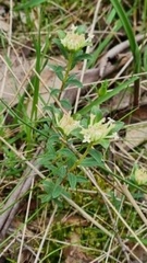 Pimelea humilis