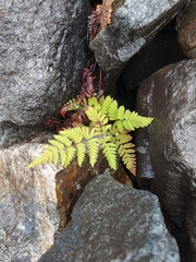 Gymnocarpium jessoense