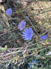 Cichorium intybus
