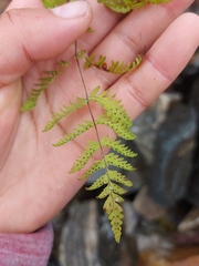 Gymnocarpium jessoense