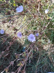 Cichorium intybus