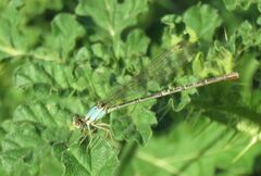 Argia apicalis