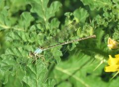 Argia apicalis