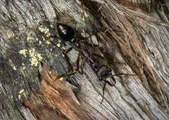 Myrmecia forficata