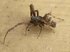 Philoponella congregabilis