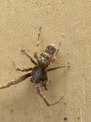 Philoponella congregabilis