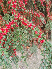 Cotoneaster horizontalis