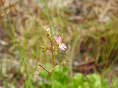Stylidium ornatum