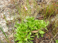 Stylidium ornatum
