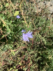Cichorium intybus