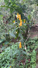 Pachystachys lutea