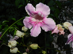 Podranea ricasoliana