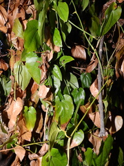Aristolochia sempervirens