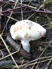 Amanita junquillea