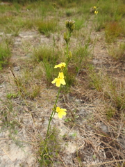 Goodenia stelligera