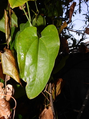 Aristolochia sempervirens