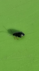 Psylliodes chrysocephala