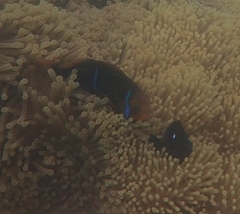 Amphiprion chrysopterus