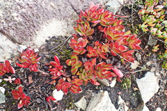 Crassula atropurpurea